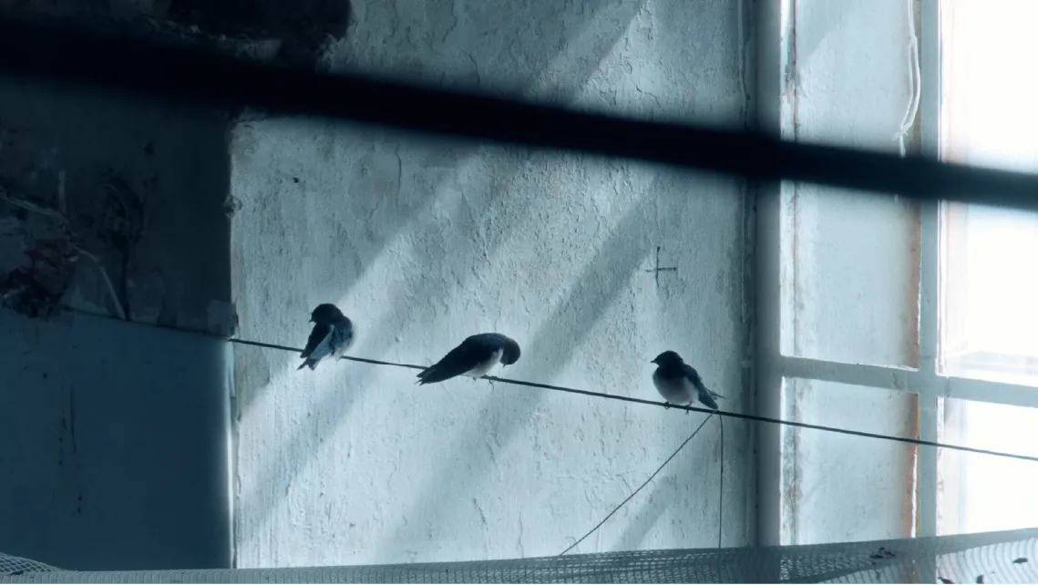 Where the Swallows Live